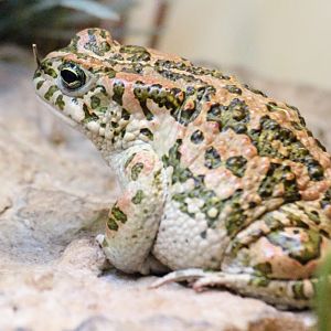 African Green Toad