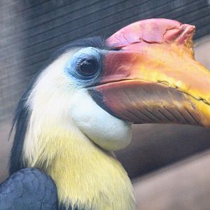 Sunda Wrinkled Hornbill
