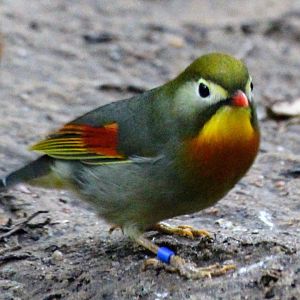 Red-billed Leiothrix