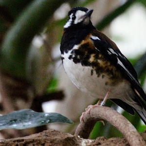 Chestnut-backed Thrush