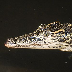 Cuban Crocodile