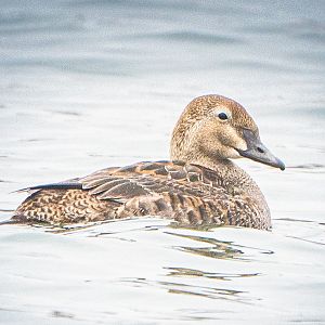 Female King Eider