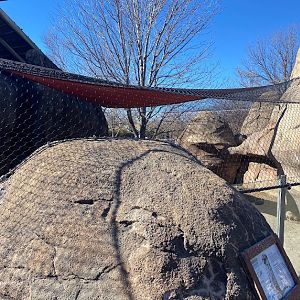 New netting over meerkat enclosure