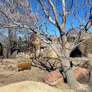 Red River Hog Enclosure