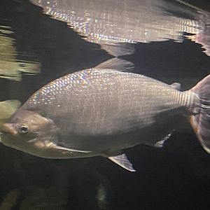 Fish ID?