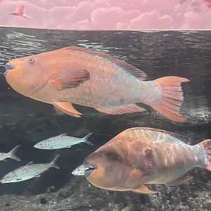Parrotfish ID?