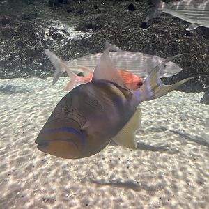 Triggerfish ID?