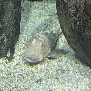 Sea Robin ID?