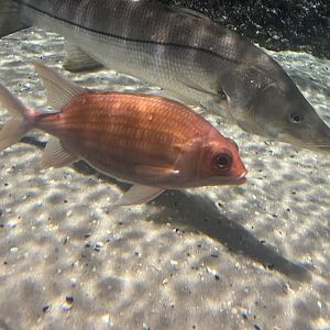 Squirrelfish ID?