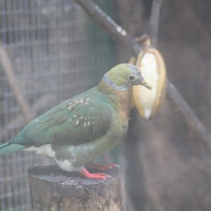 Pink-spotted fruit dove (Ptilinopus perlatus)