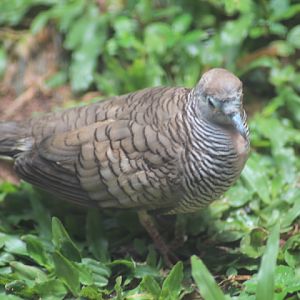 Zebra dove (Geopelia striata)