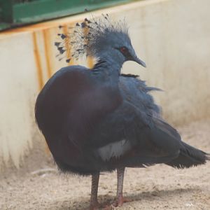 Victoria crowned pigeon (Goura victoria)
