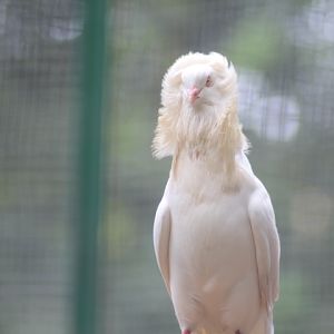Jacobin pigeon (Columba livia domestica)