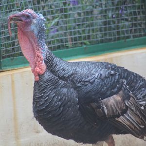 Domestic turkey (Meleagris gallopavo domesticus)