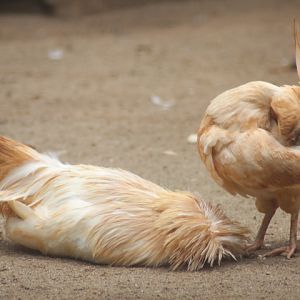 Polish chicken (Gallus domesticus)