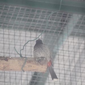 Red-vented bulbul (Pycnonotus cafer)
