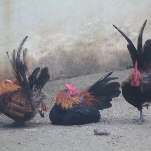 Bantam chicken (Gallus domesticus)