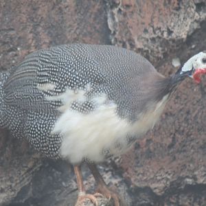 Domestic guineafowl (Numida meleagris)