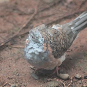 Bar-shouldered dove (Geopelia humeralis)