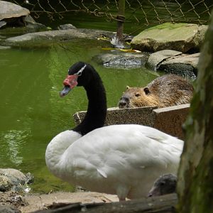 Black-necked swan and coypu - Zoo Sapucaia