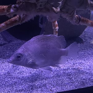 Fish ID?