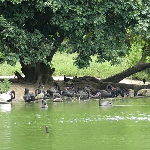 Swans - Zoo Sapucaia
