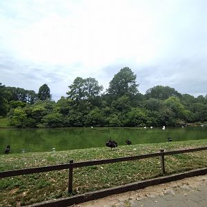 Swan lake - Zoo Sapucaia