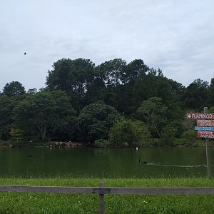 Swan lake - Zoo Sapucaia