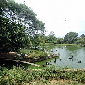 Swan lake - Zoo Sapucaia