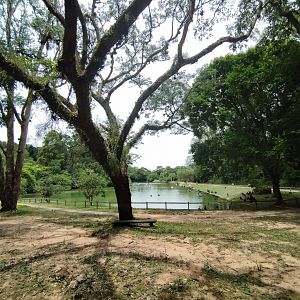 Swan lake - Zoo Sapucaia