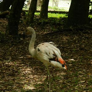 Chilean flamingo juvenille - Zoo Sapucaia