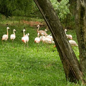 Chilean flamingo flock - Zoo Sapucaia
