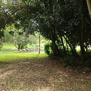 Chilean flamingo exhibit - Zoo Sapucaia