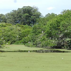 Fazenda mirim nests - Zoo Sapucaia