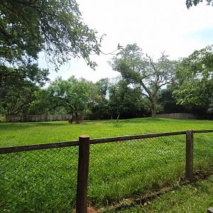 Guanaco - Zoo Sapucaia