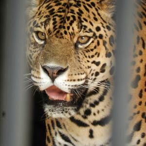Jaguar - Zoo Sapucaia