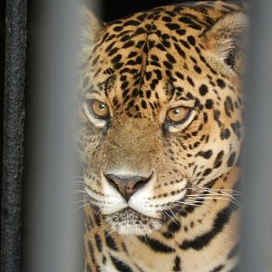 Jaguar - Zoo Sapucaia