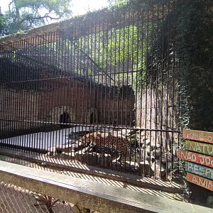 Jaguar exhibit - Zoo Sapucaia
