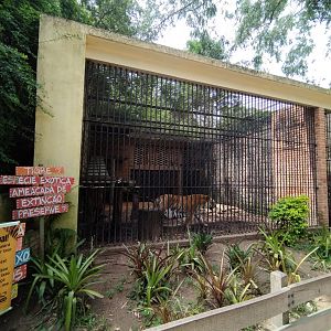 Tiger exhibit - Zoo Sapucaia