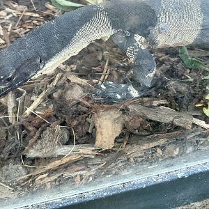 Lace monitor (Varanus varius)