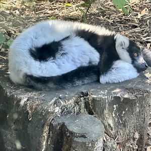 Black and white ruffed lemur (Varecia variegata)