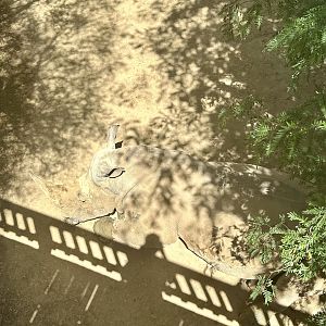 Camouflaged Rhinoceros