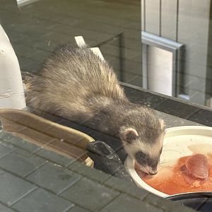 Ferret (Mustela furo)