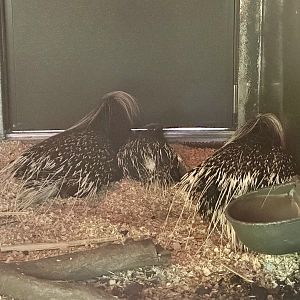 Cape Porcupine Family