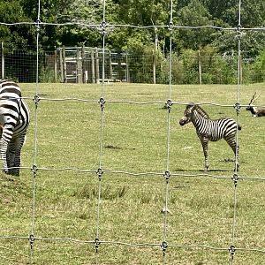 Plains zebra (16 day old foal)