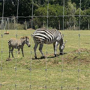 Plains zebra (four month old foal)