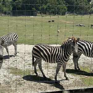 Plains zebra (1-3 year olds)