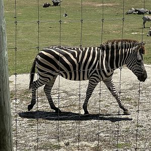 Plains zebra (colt)