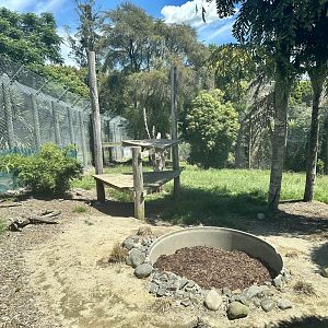 Small Tiger Exhibit (Cub Proof)