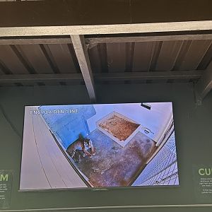 Sumatran Tiger Cubs (Cub Cam)